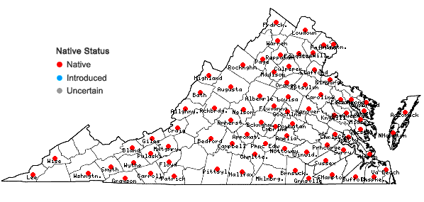 Locations ofGratiola neglecta Torr. in Virginia