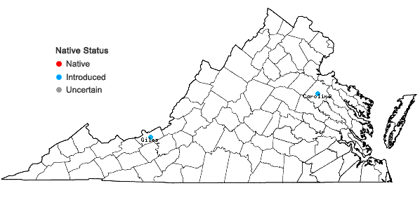 Locations ofGrindelia lanceolata Nutt. in Virginia