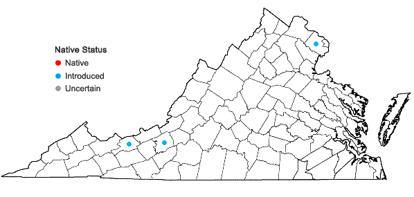Locations ofGrindelia squarrosa (Pursh) Dunal var. squarrosa in Virginia