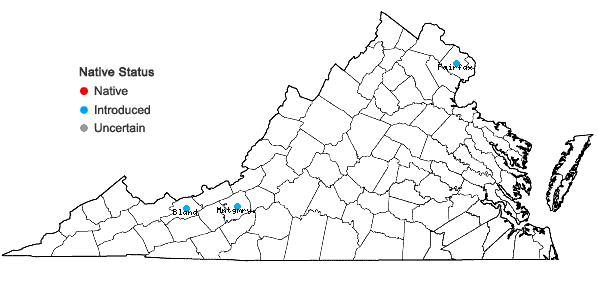 Locations ofGrindelia squarrosa (Pursh) Dunal var. squarrosa in Virginia