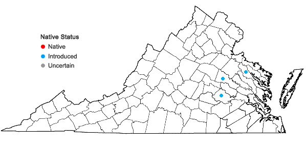 Locations ofHedera algeriensis Hibberd in Virginia