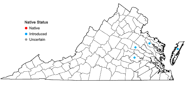 Locations ofHedera algeriensis Hibberd in Virginia