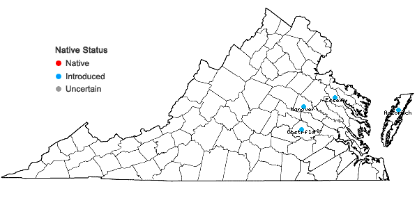 Locations ofHedera algeriensis Hibberd in Virginia