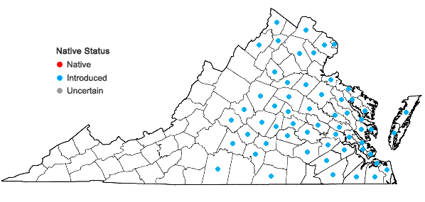 Locations ofHedera helix L. in Virginia
