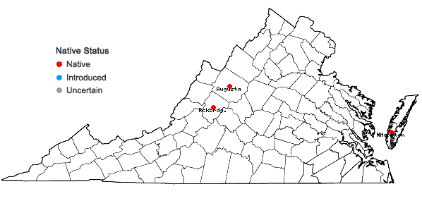 Locations ofHelanthium tenellum (Martius) Britton in Virginia