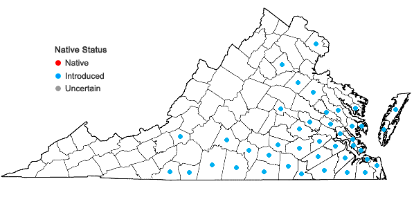 Locations ofHelenium amarum (Raf.) H. Rock var. amarum in Virginia