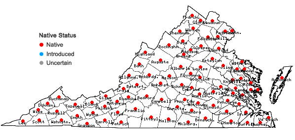 Digital Atlas of the Virginia Flora | Helenium autumnale L.