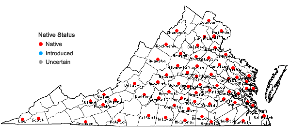 Locations ofHelenium flexuosum Raf. in Virginia