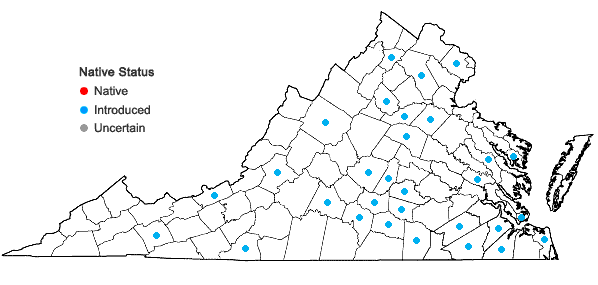 Locations ofHelianthus laetiflorus Pers. in Virginia