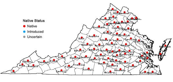 Locations ofHelianthus strumosus L. in Virginia