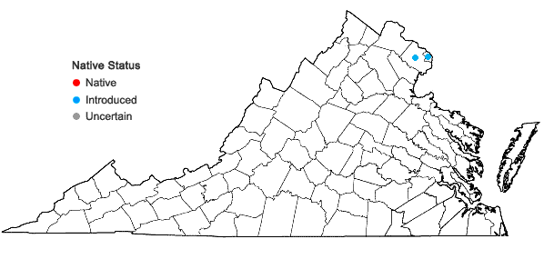 Locations ofHelleborus orientalis Lam. in Virginia