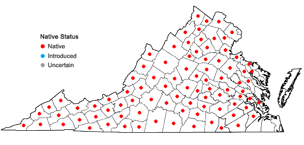 Locations ofHeuchera americana L. in Virginia
