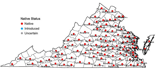 Locations ofHexasepalum teres (Walter) J.H. Kirkbride in Virginia
