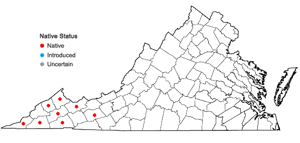 Locations ofHexastylis arifolia (Michx.) Small var. ruthii (Ashe) Blomquist in Virginia