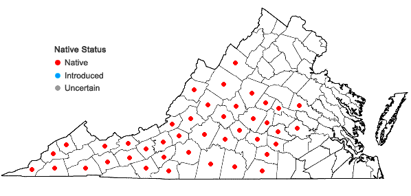 Locations ofHexastylis heterophylla (Ashe) Small in Virginia