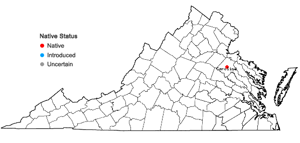 Locations ofHexastylis sorriei Gaddy in Virginia