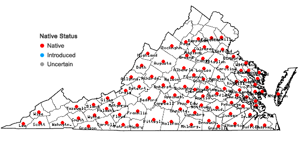 Locations ofHexastylis virginica (L.) Small in Virginia