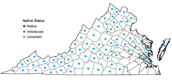Locations ofHieracium caespitosum Dumort. in Virginia