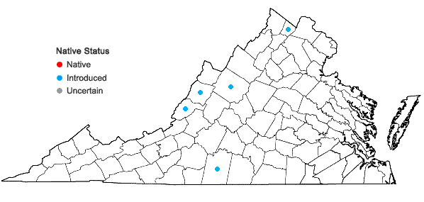 Locations ofHieracium floribundum Wimmer & Grab. in Virginia