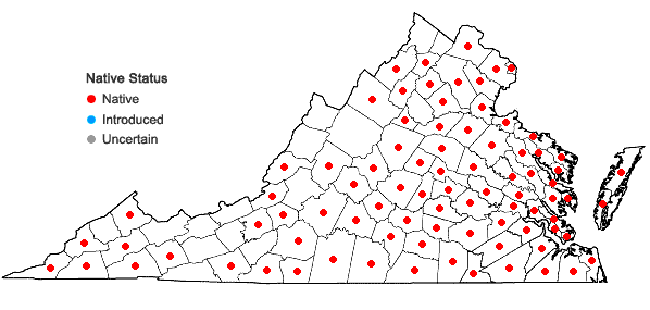Locations ofHieracium gronovii L. in Virginia
