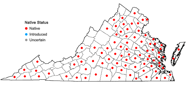 Locations ofHieracium gronovii L. in Virginia