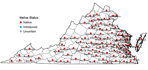 Locations ofHieracium gronovii L. in Virginia