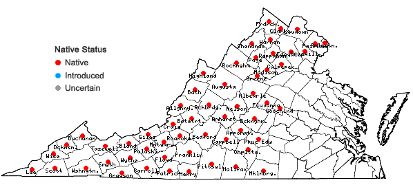 Locations ofHieracium paniculatum L. in Virginia