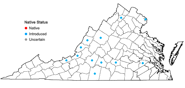 Locations ofHieracium piloselloides Vill. in Virginia