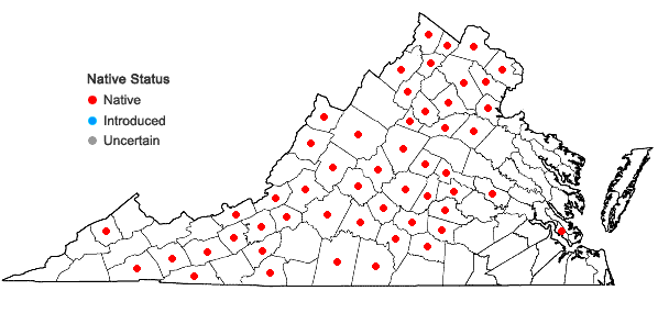 Locations ofHieracium scabrum Michx. in Virginia