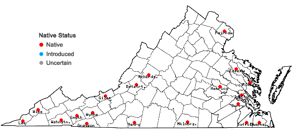 Digital Atlas of the Virginia Flora | Homalotheciella subcapillata ...