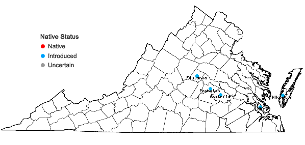 Locations ofHordeum murinum L. in Virginia