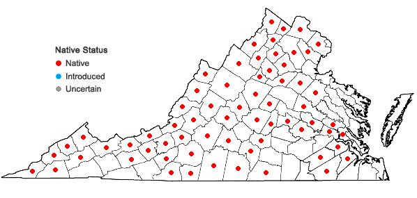 Locations ofHoustonia longifolia Gaertn. in Virginia