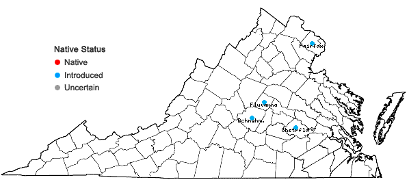 Locations ofHyacinthoides hispanica (P. Mill.) Rothm. in Virginia