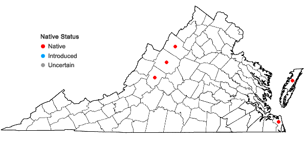 Locations ofHypericum boreale (Britt.) Bickn. in Virginia