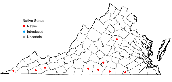 Locations ofHypericum drummondii (Grev. & Hooker) Torrey & A. Gray in Virginia