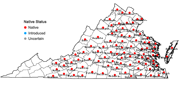 Locations ofHypericum gentianoides (L.) B.S.P. in Virginia