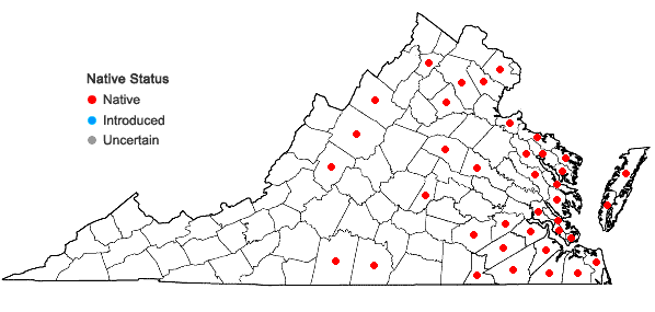 Locations ofHypericum gymnanthum Engelm. & A. Gray in Virginia