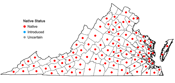 Locations ofHypericum hypericoides (L.) Crantz in Virginia