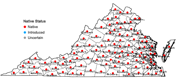 Locations ofHypericum mutilum L. in Virginia