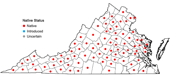 Locations ofHypericum stragulum P. Adams & Robson in Virginia
