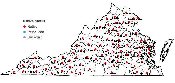 Locations ofHypericum stragulum P. Adams & Robson in Virginia