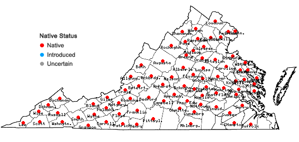 Locations ofHypericum stragulum P. Adams & Robson in Virginia