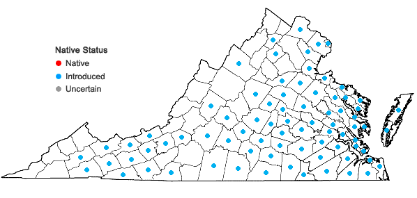 Locations ofHypochaeris radicata L. in Virginia