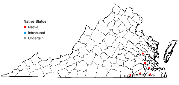 Locations ofHypoxis curtissii Rose in Virginia