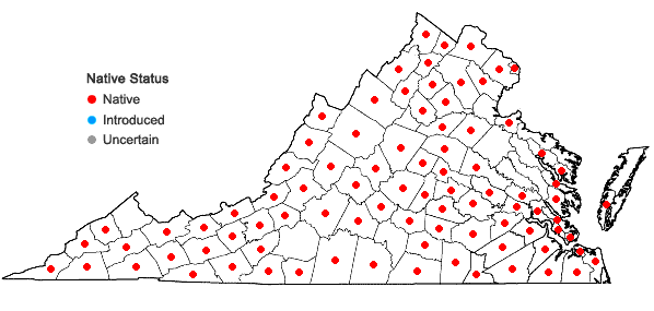 Locations ofHypoxis hirsuta (L.) Coville in Virginia