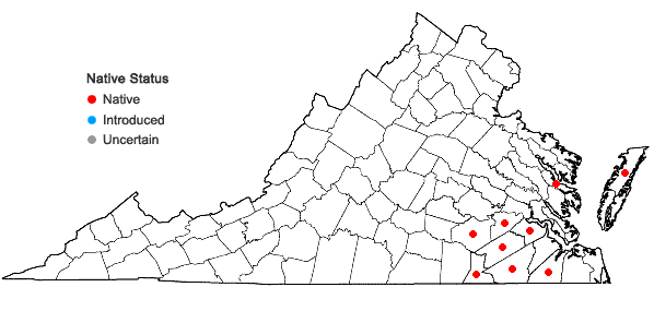 Locations ofHypoxis wrightii (Baker) Brackett in Virginia