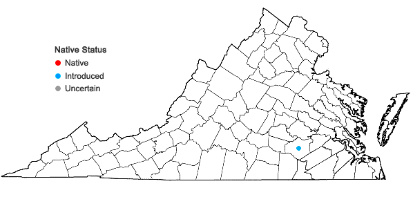 Locations ofHyptis mutabilis (A. Rich.) Briq. in Virginia