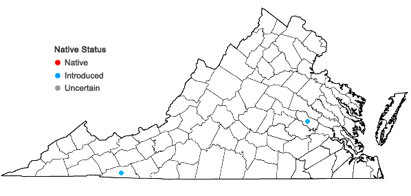 Locations ofIberis amara Linnaeus in Virginia