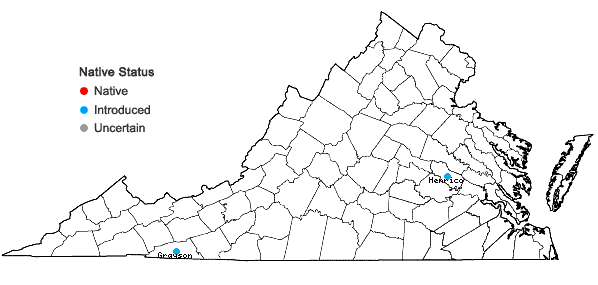 Locations ofIberis amara Linnaeus in Virginia