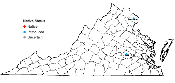 Locations ofIlex aquifolium L. in Virginia